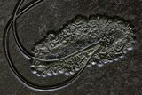 Museum-Quality Pyrite-Replaced Crinoid Plate - Germany #380362-2
